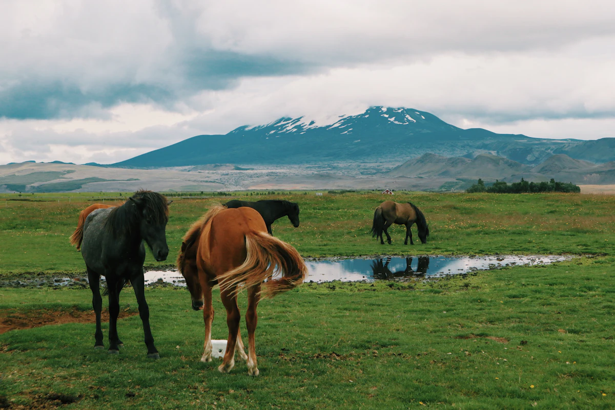 Icelandic horses grazing a wet pasture below Hekla, its summit streaked with snow