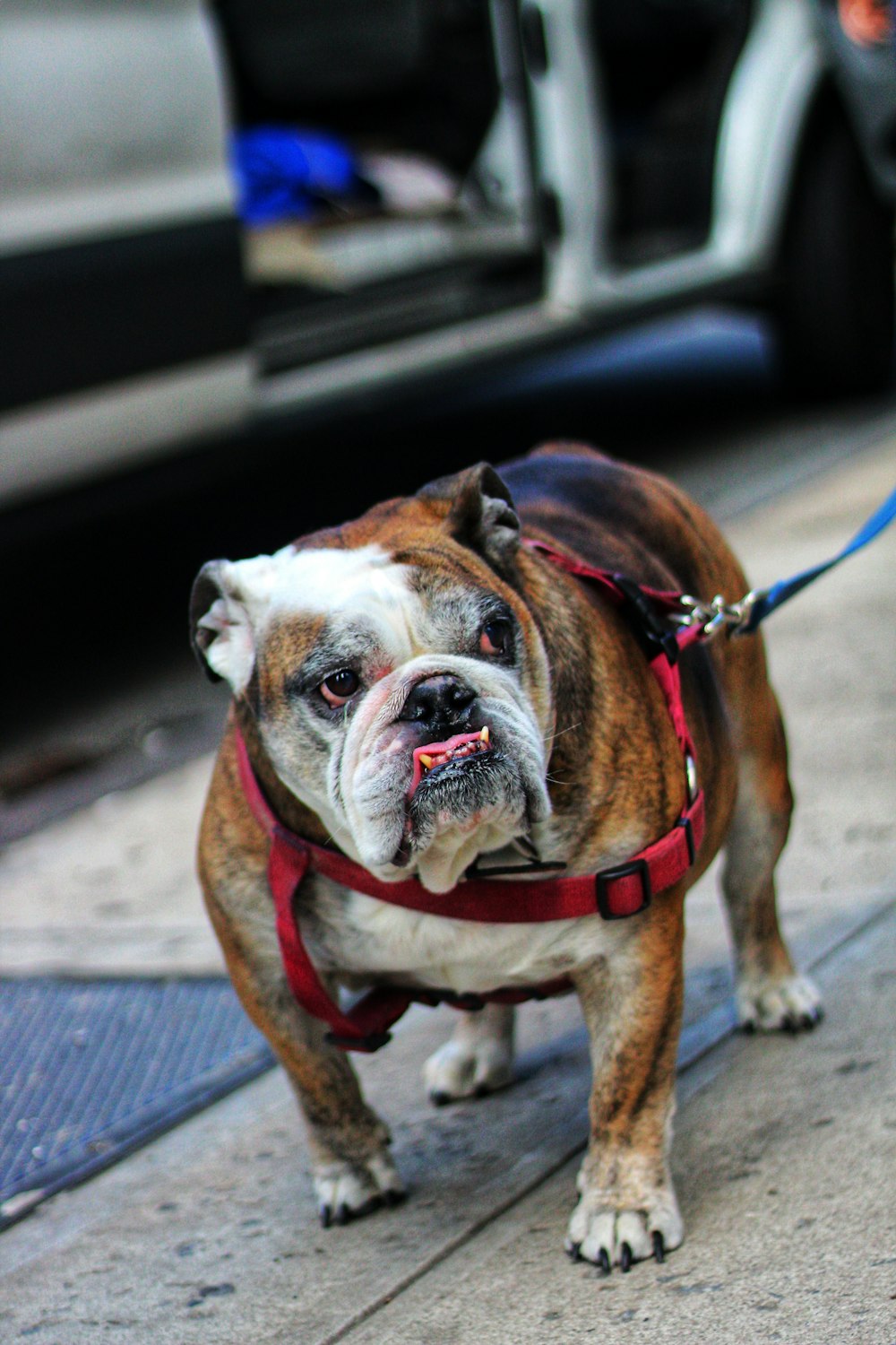 shallow focus photo of short-coated brown and white dog