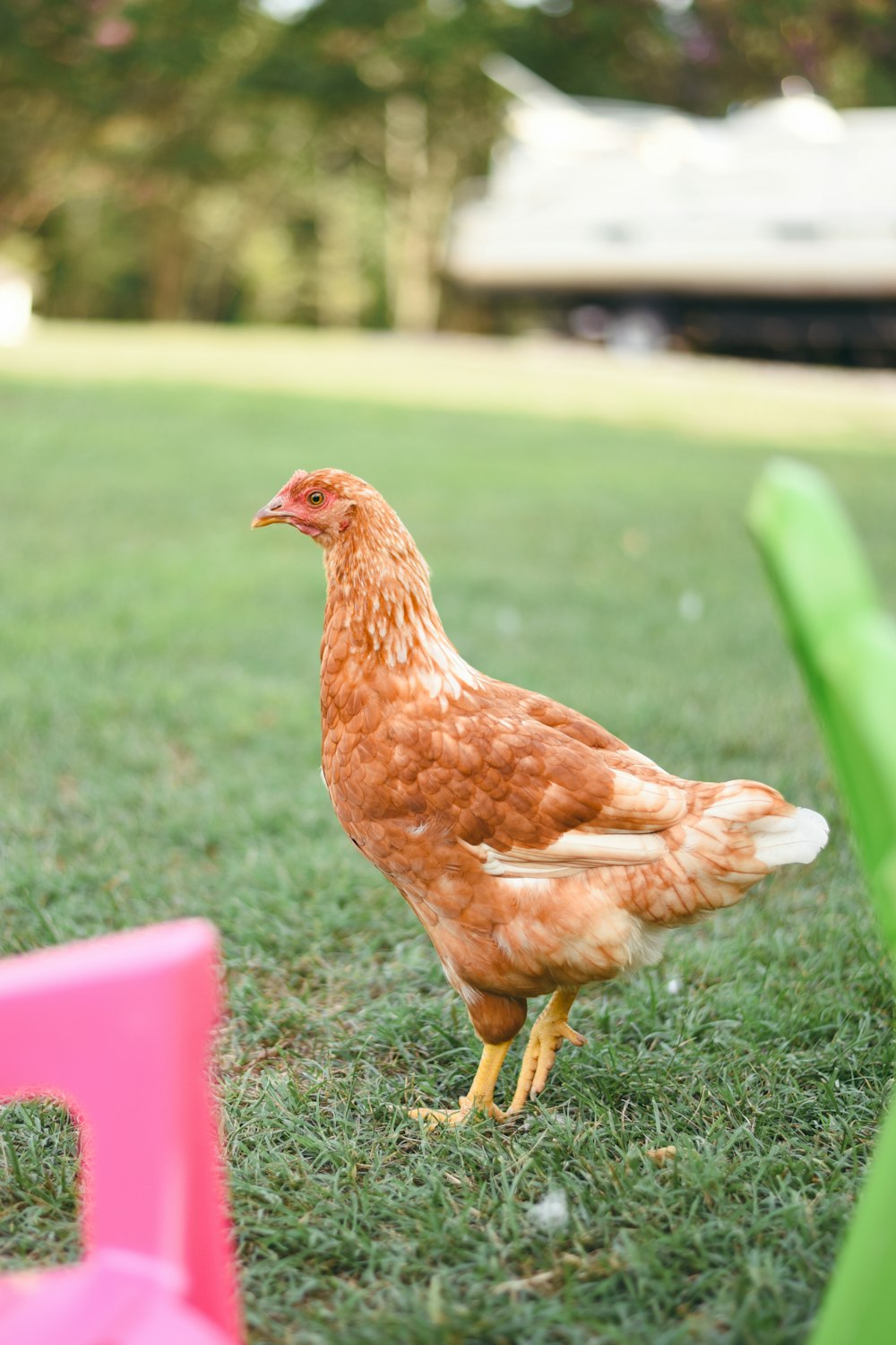 brown hen standing on grass field