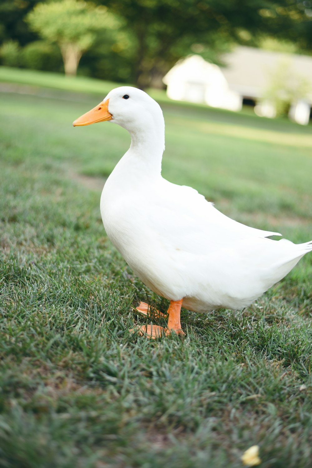 Pato branco no campo de grama