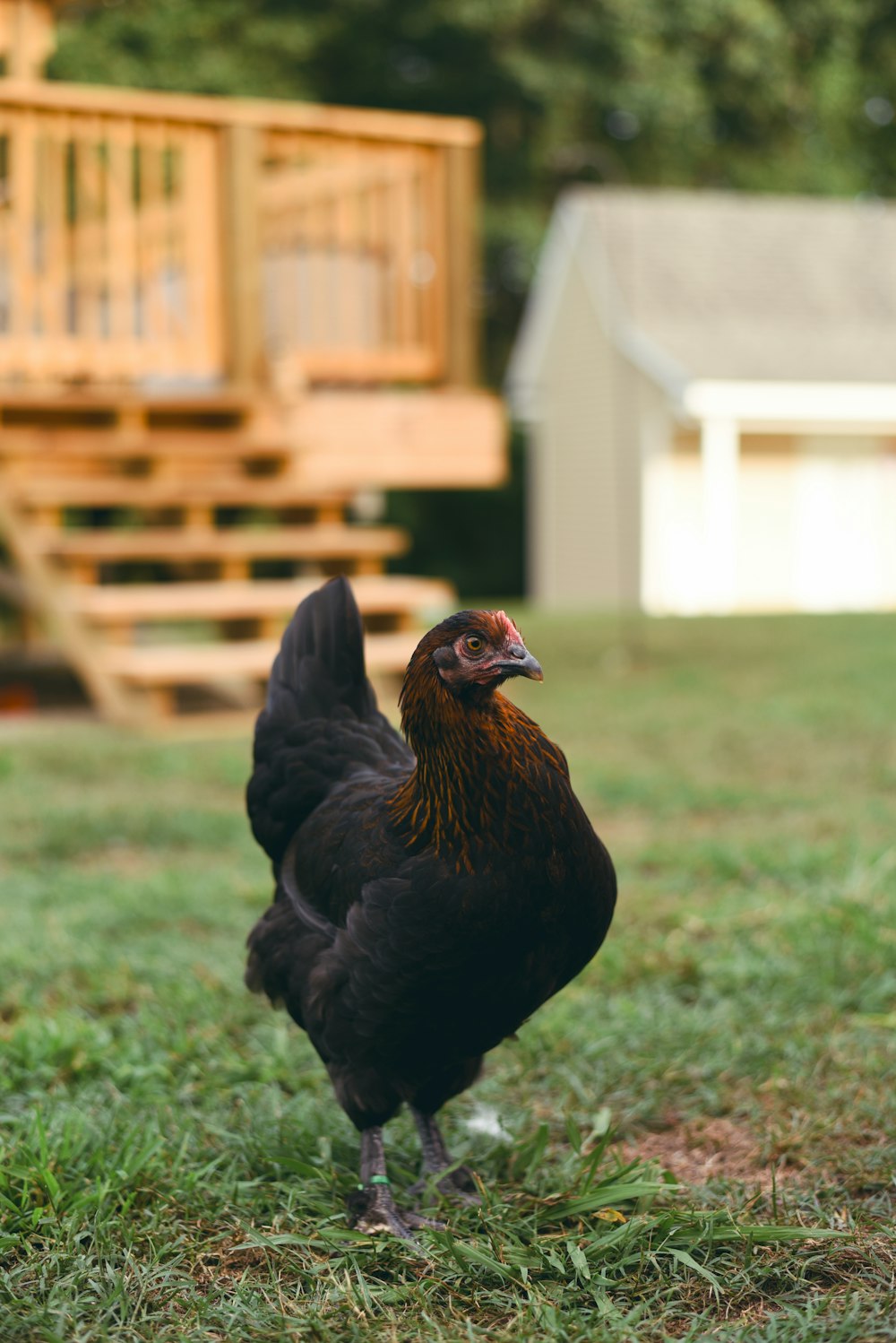 black and brown hen