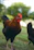 A proud breeder holding a healthy, vibrant gamefowl on a sunny farm backdrop.