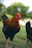 A healthy game fowl standing proudly on green grass with morning light.