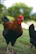 A healthy game fowl standing proudly on green grass with morning light.