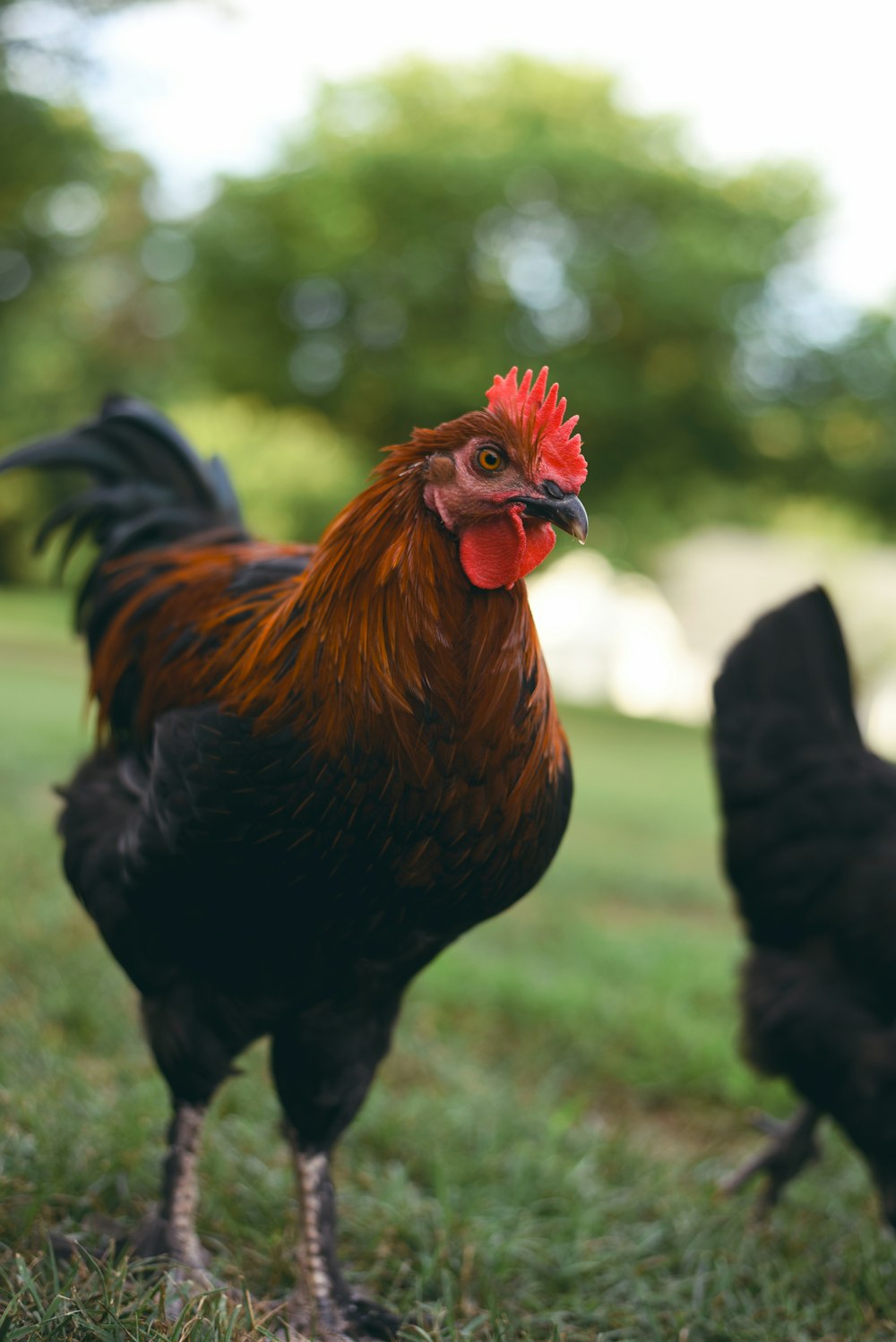 black and red rooster outdoor during daytime