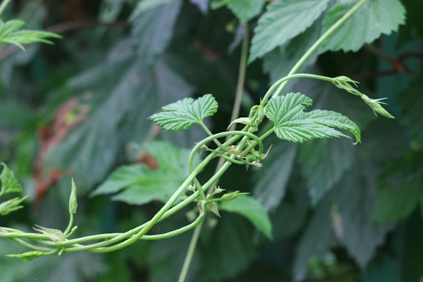 Giloy vine twining gently around a tree branch in a peaceful garden.