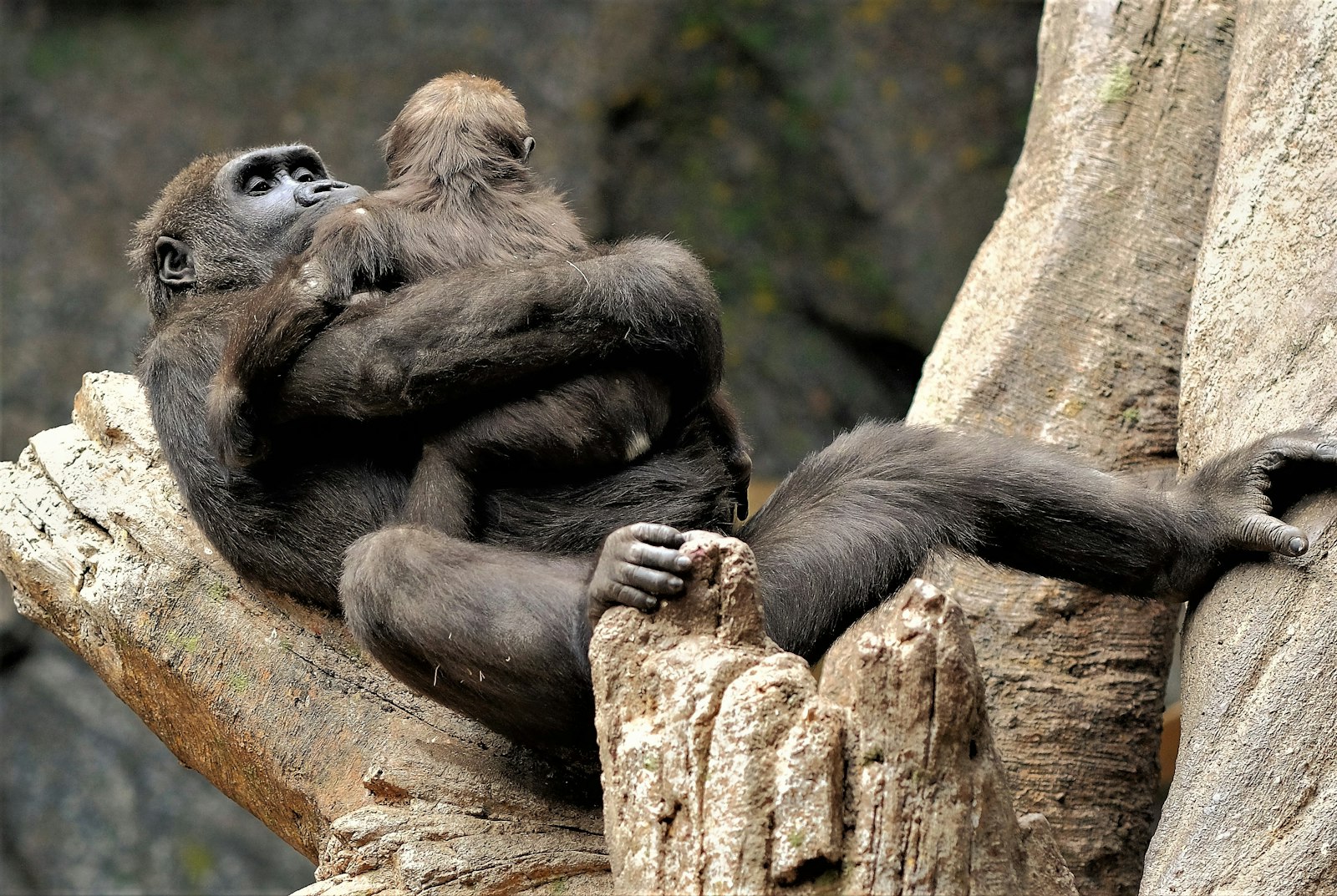 Fujifilm X-T2 + Fujifilm XF 90mm F2 R LM WR sample photo. Monkey hugging a baby photography