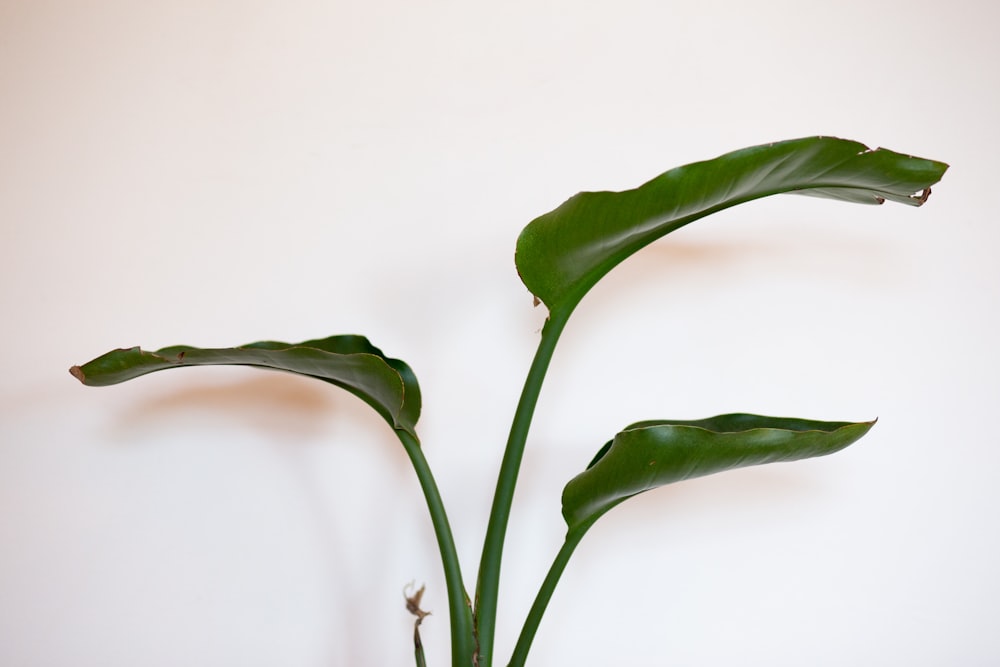 plante à feuilles vertes