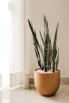 silver snake plant on pot