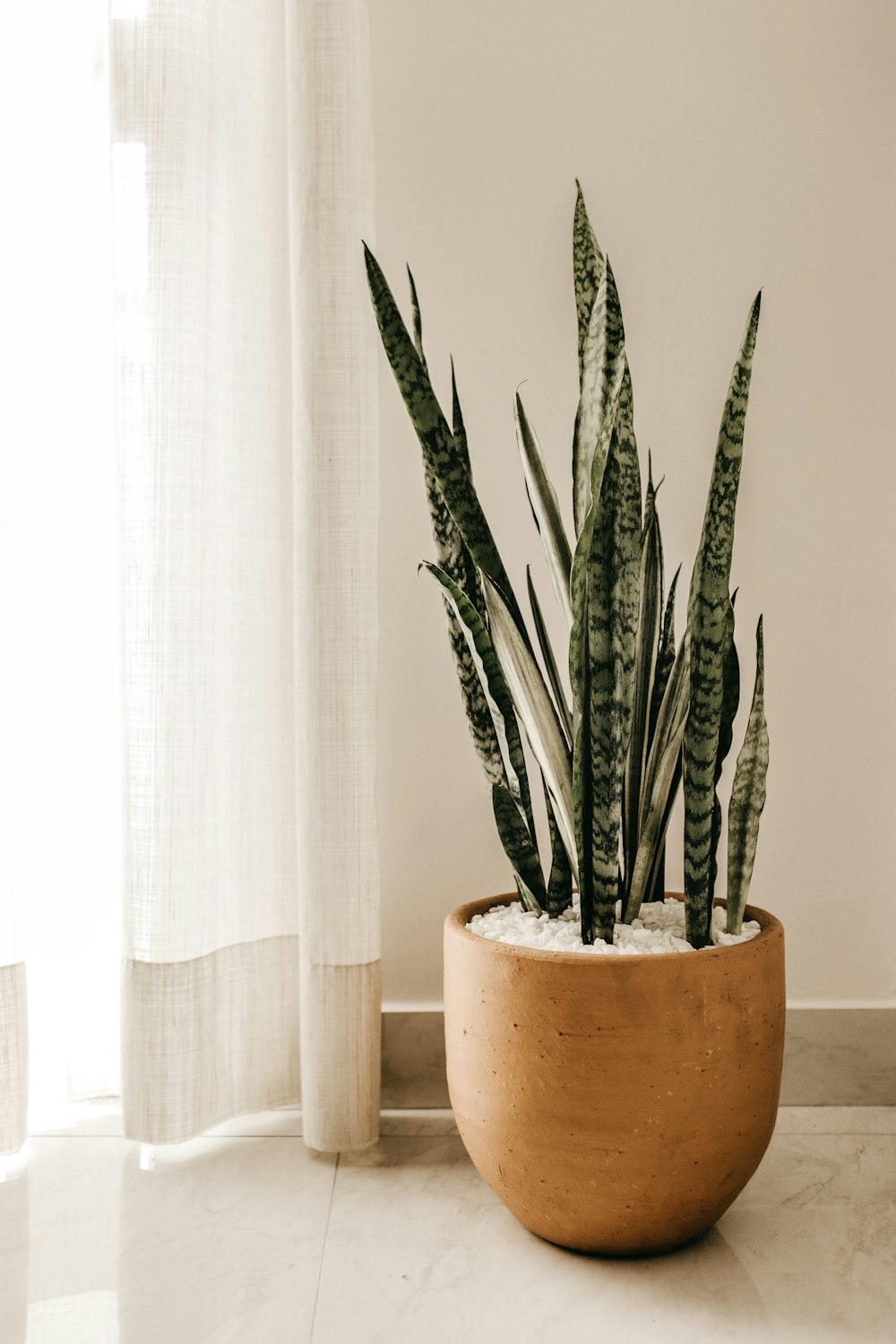 silver snake plant on pot