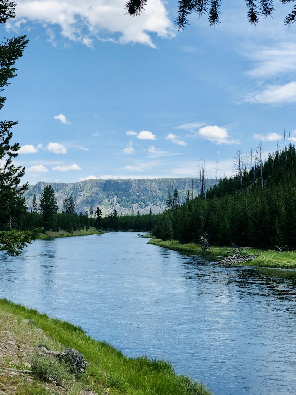 rivière entre les arbres