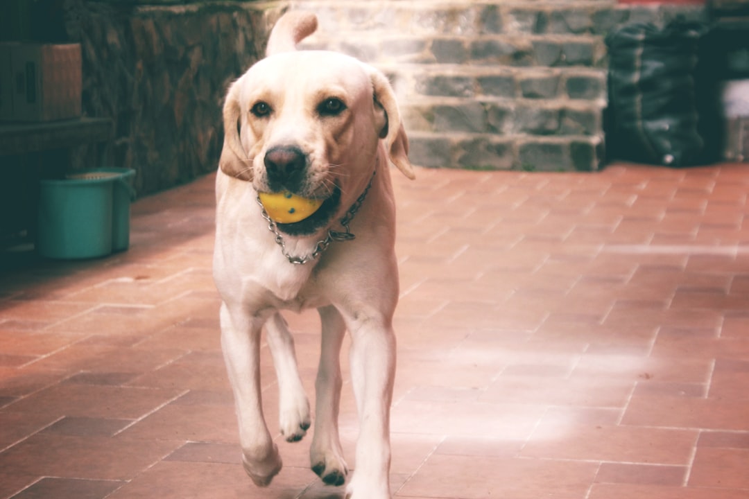 adult yellow Labrador retriever