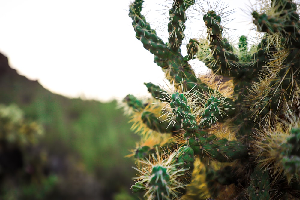 green cactus