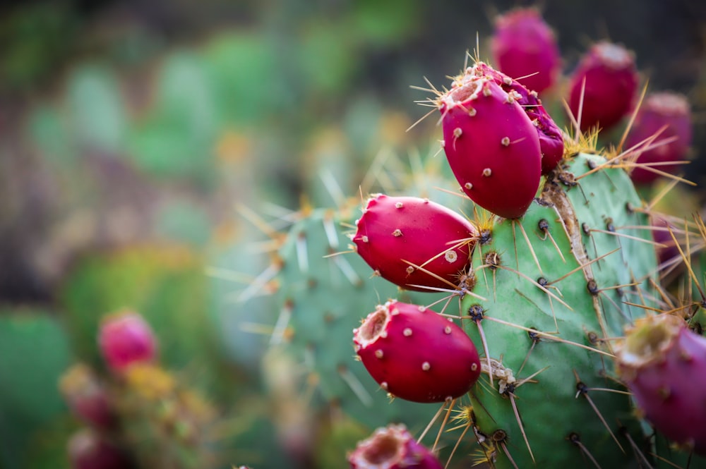 red and green cactus