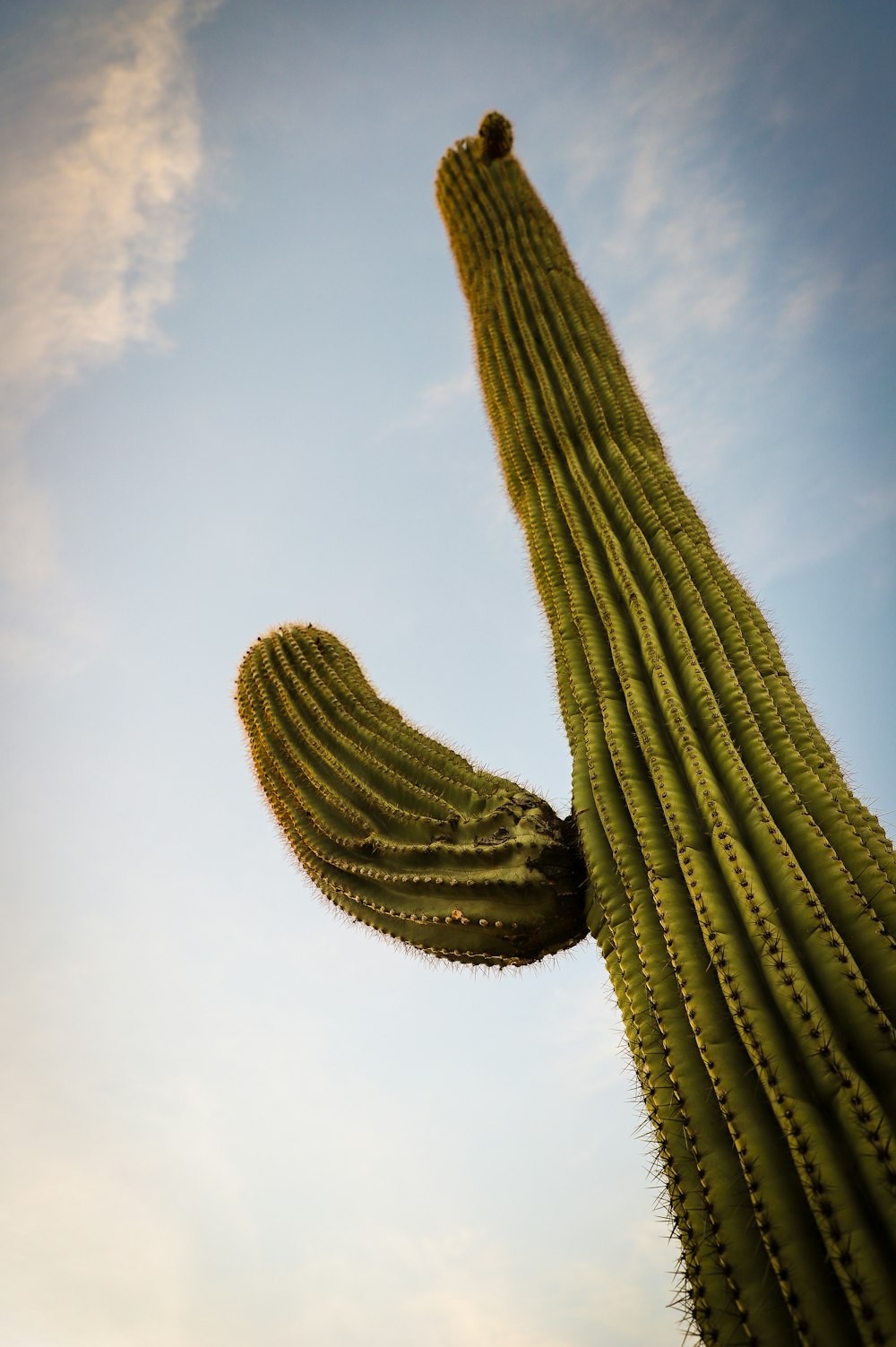 Vista de ángulo bajo de cactus verde