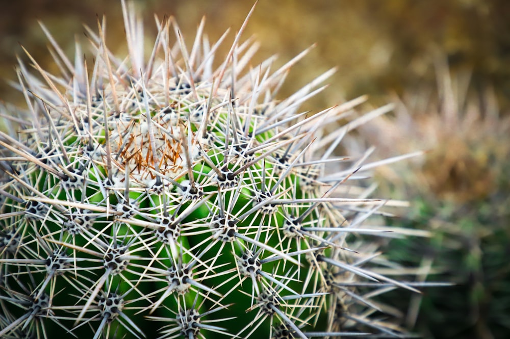 a close up of a green cactus with lots of spikes