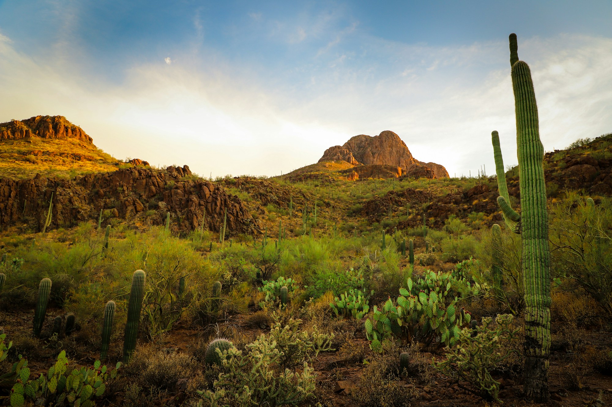 Exploring Tucson's Authentic Cuisine
