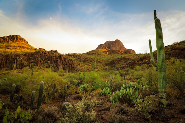 What to see in Tucson: A Local's Guide
