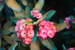 Hoya Carnosa Classic