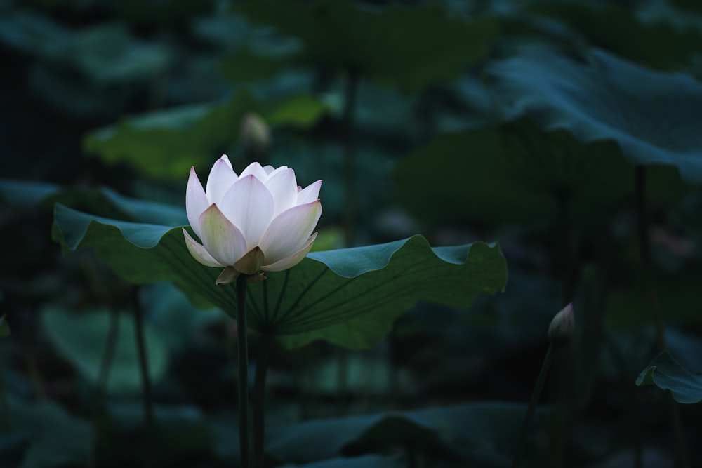 selective-focus photograph white lotus flower
