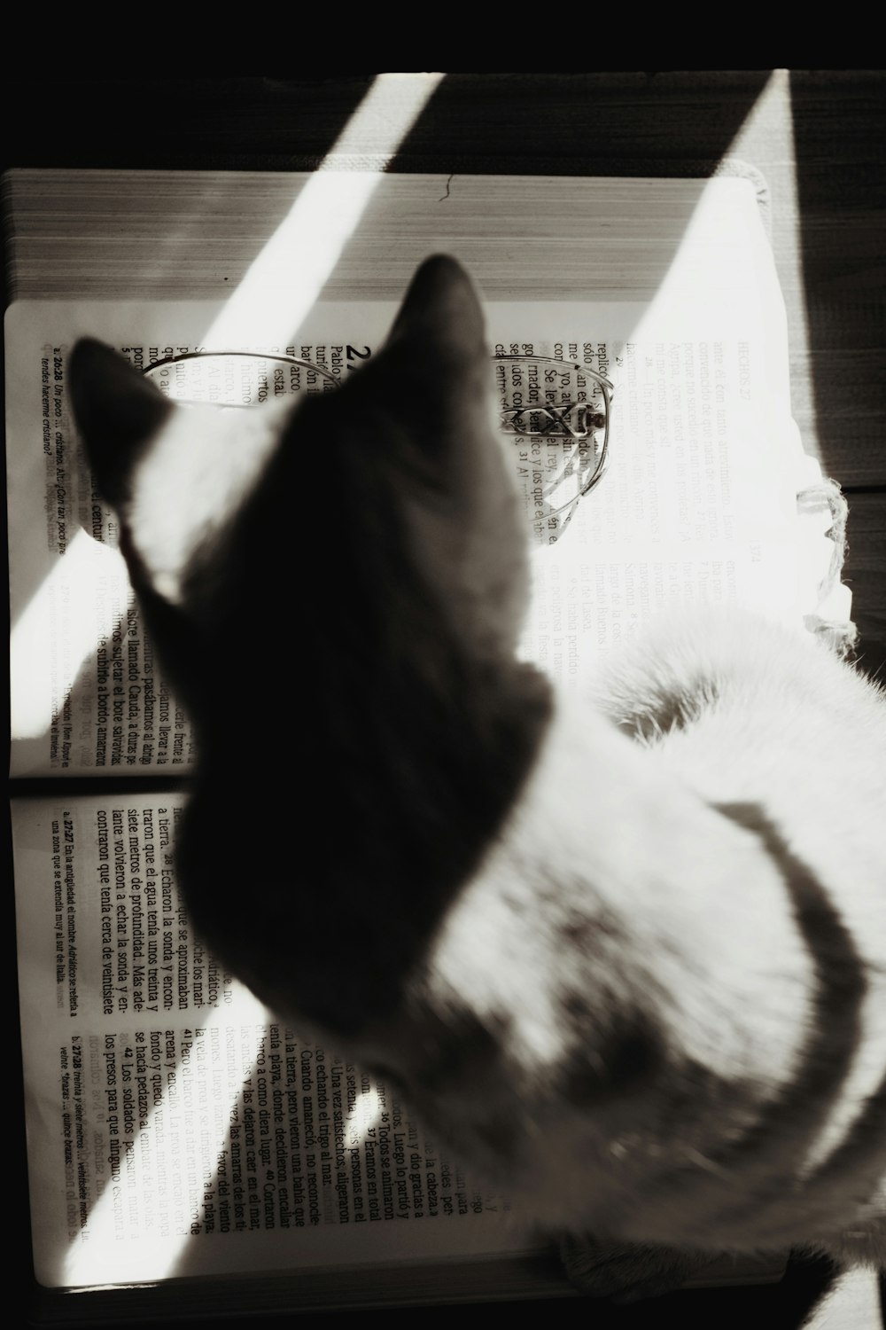 고양이 위에 펼쳐진 책