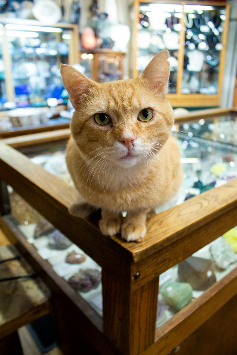 orange tabby cat on wooden board