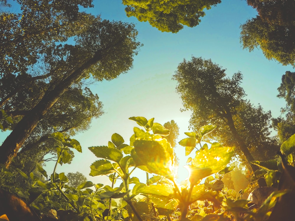 Fotografía de primer plano de planta de hoja verde