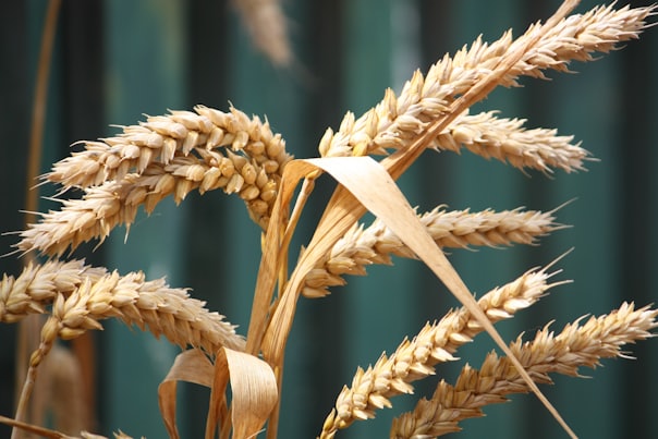 shallow focus photography of wheat plant