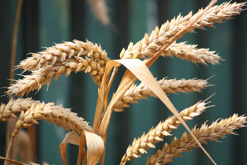 shallow focus photography of wheat plant