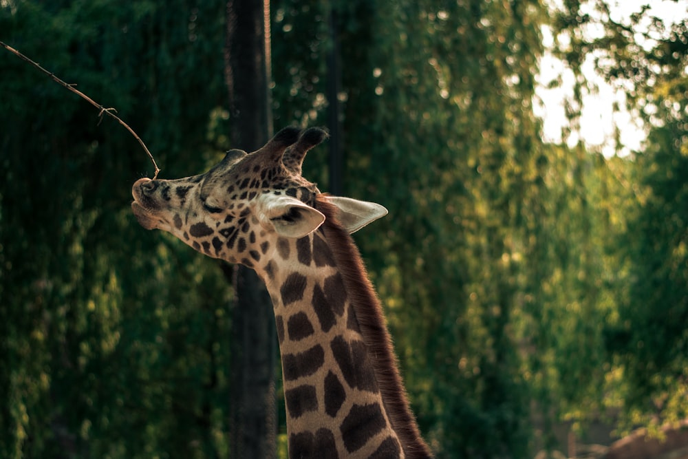 shallow focus photo of brown giraffe