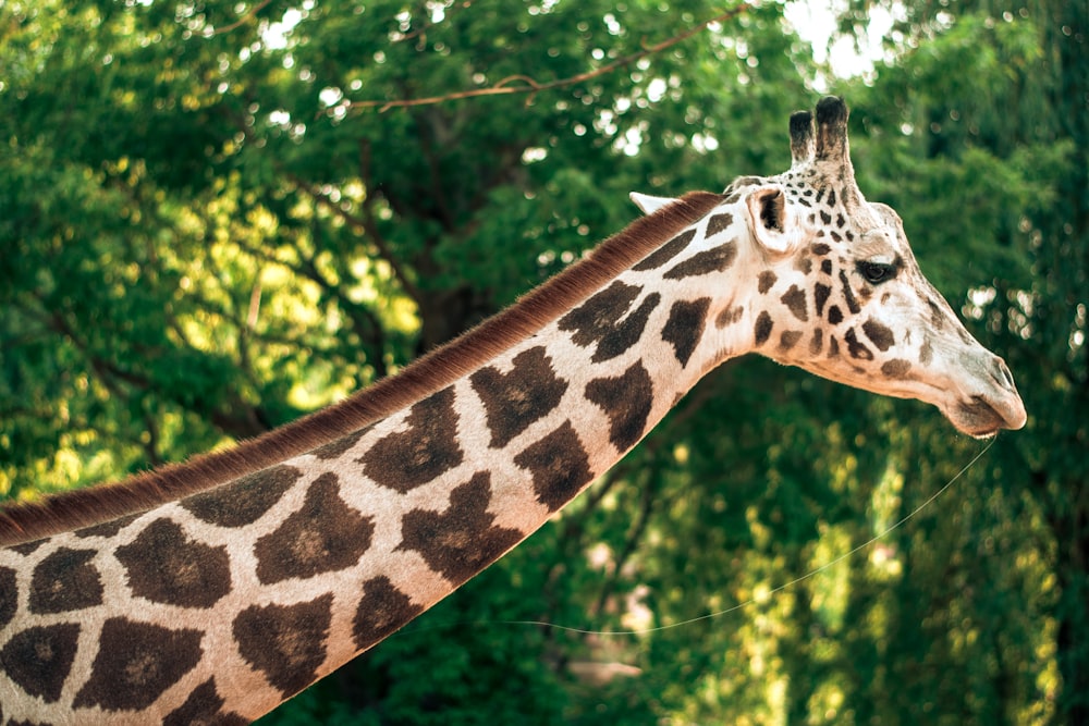 brown white giraffe close-up photography