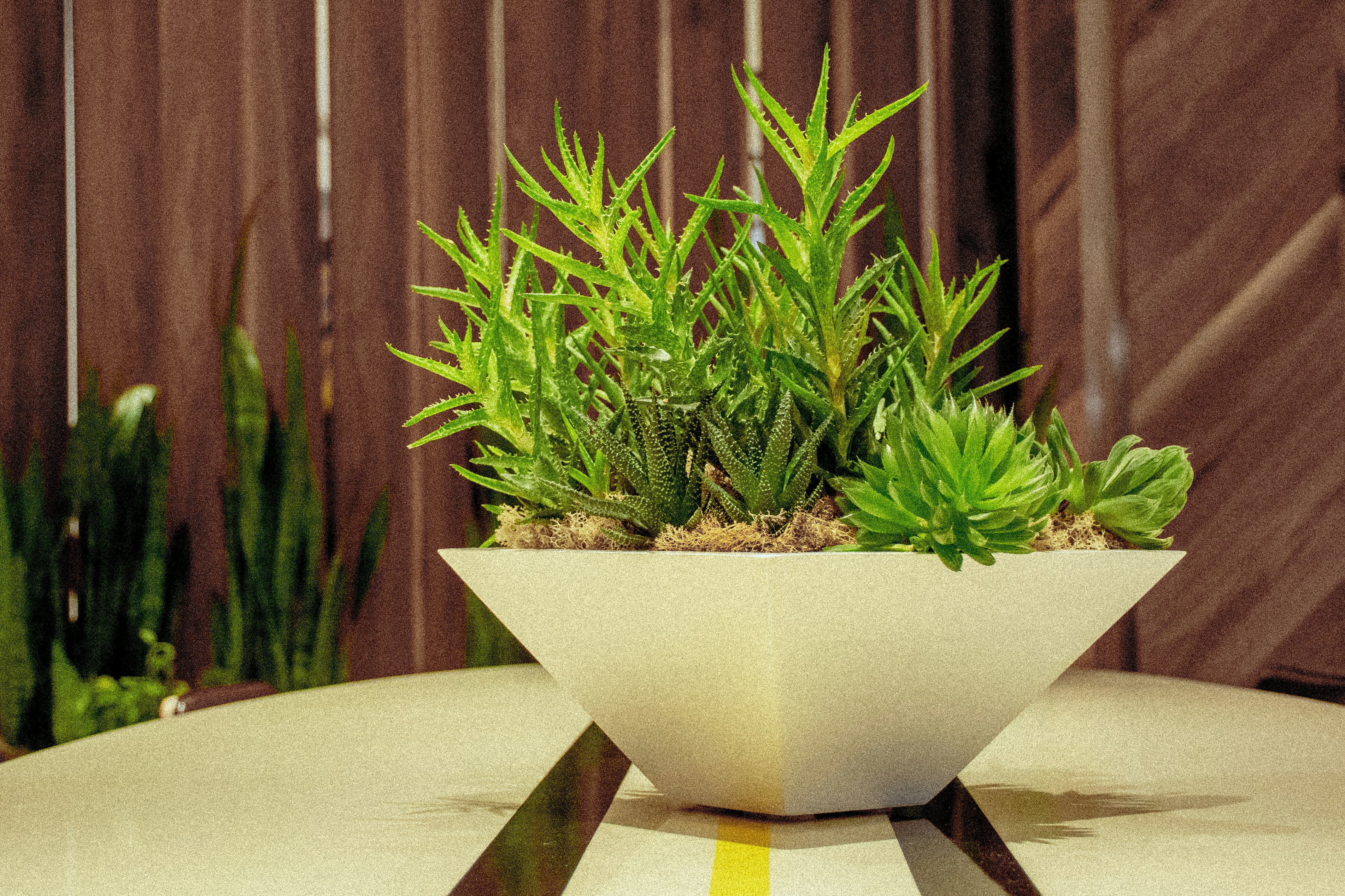 green leaf plant in a white vase close-up photography