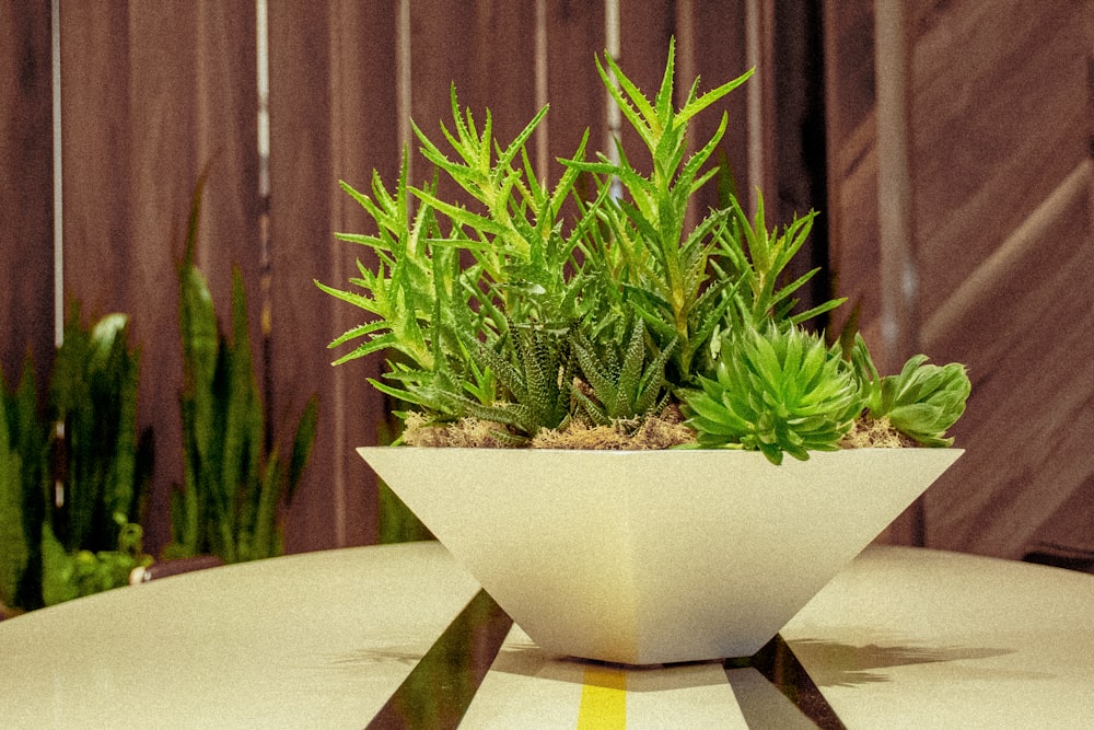 plante à feuilles vertes dans un vase blanc photographie en gros plan