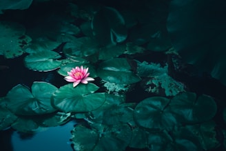 closeup photo of flower on body of water