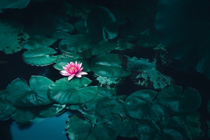 The truth through the Lotus