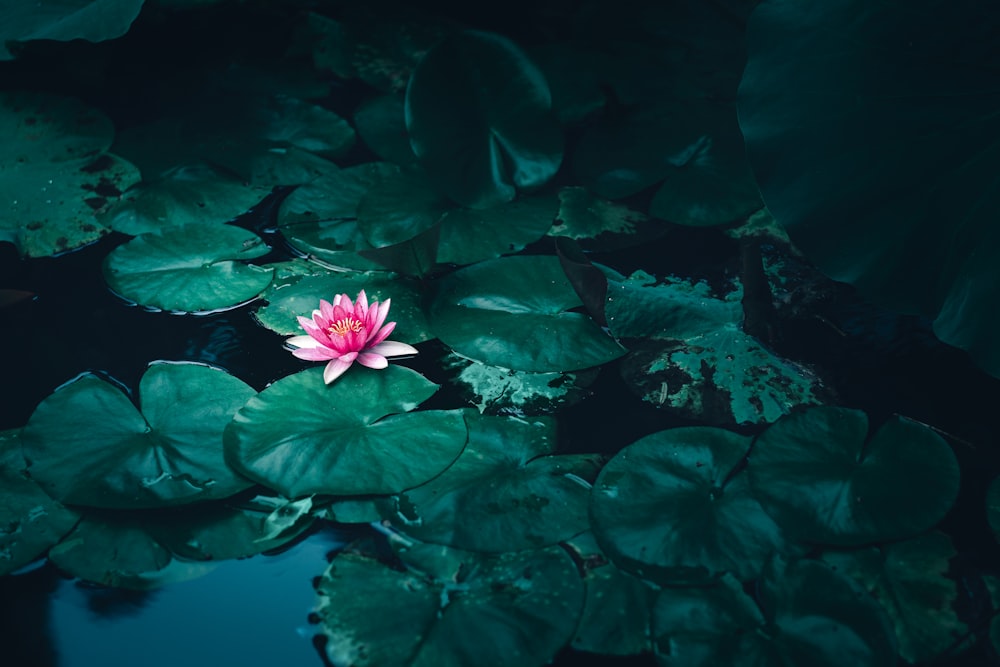 closeup photo of flower on body of water