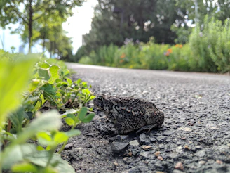 A toad is sitting on a paved path surrounded by greenery. The perspective is low to the ground, focusing on the textured surface of the path and the detailed, bumpy skin of the toad. Lush foliage is visible on the sides, leading into a blurred background of trees and plants.