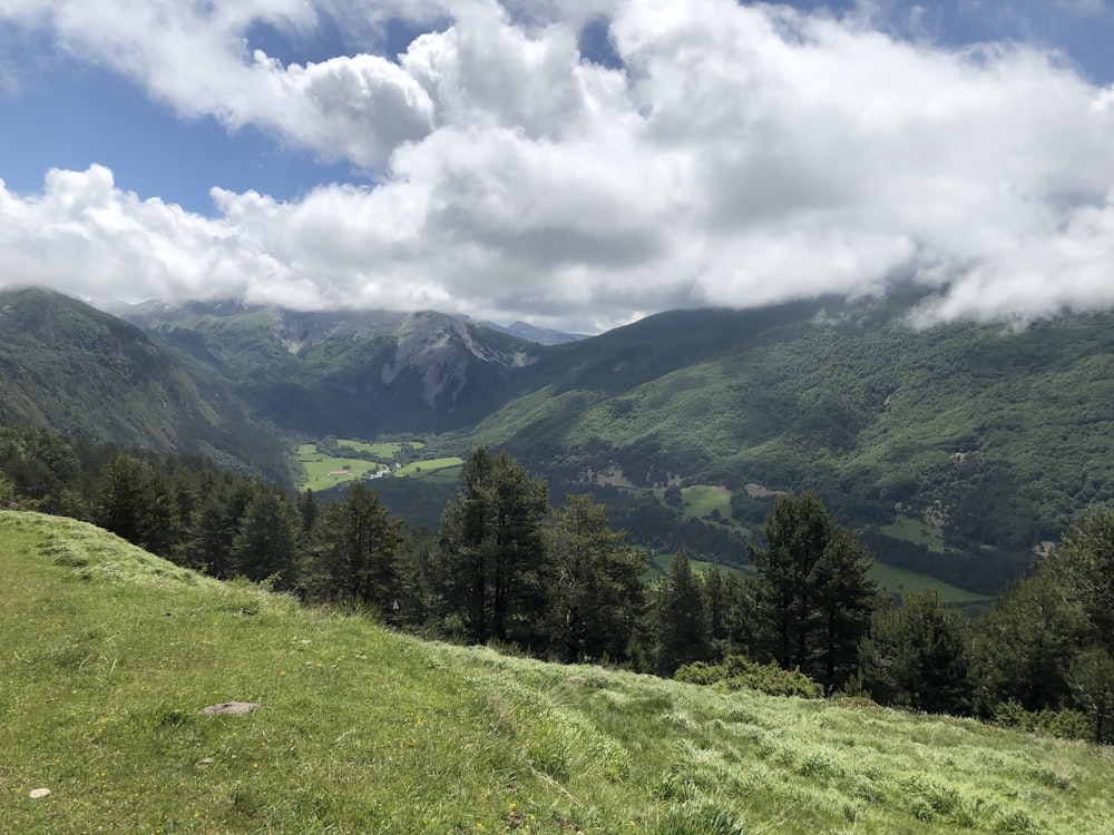 a lush green hillside covered in lots of trees