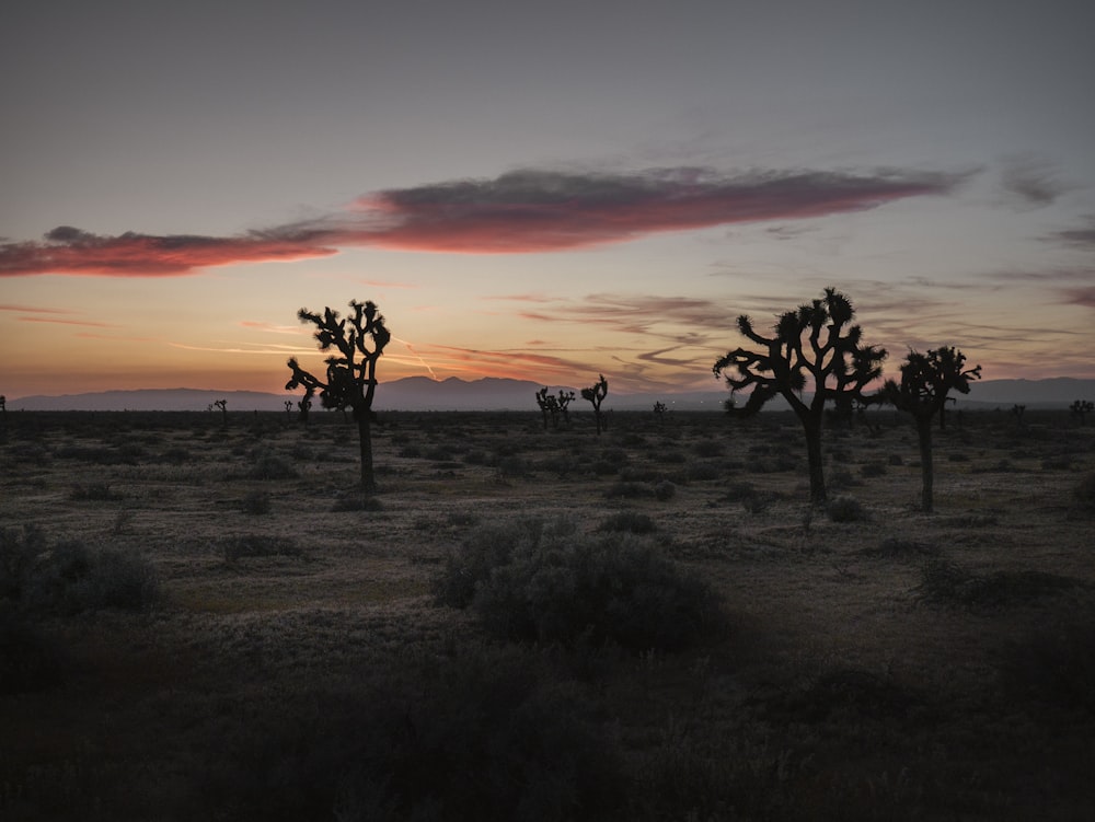 silhouette photography of trees