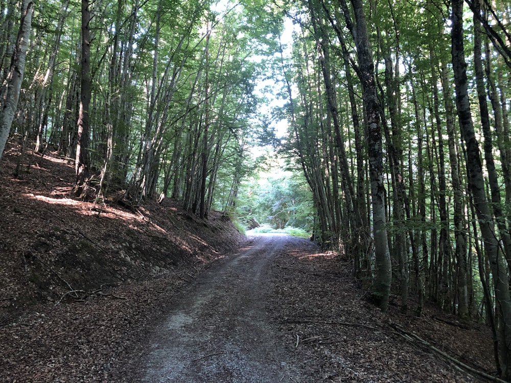 Un chemin de terre au milieu d’une forêt