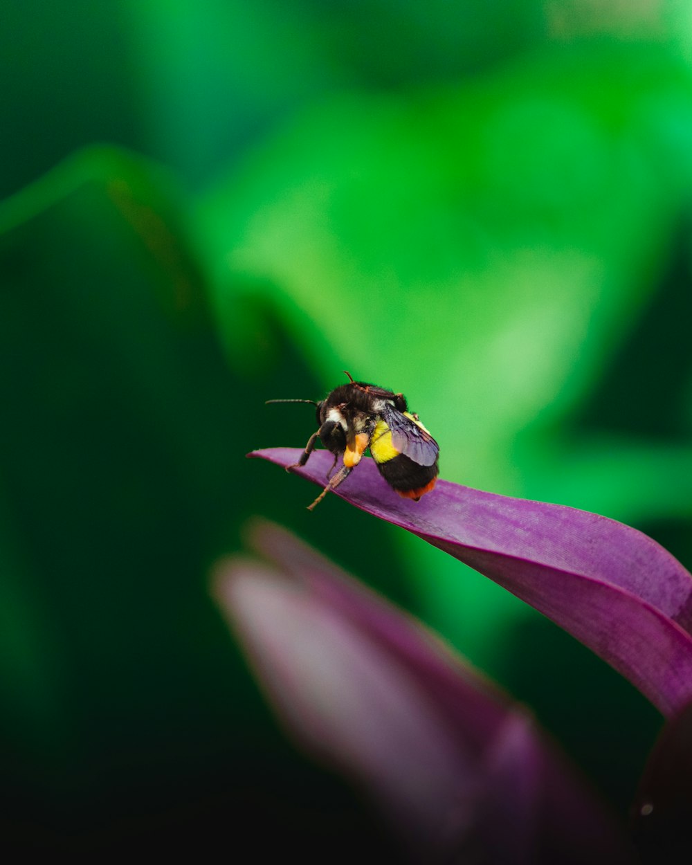 closeup photo of brown and yellow insect