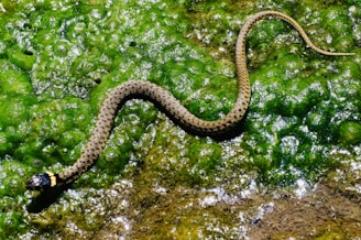 brown snake on green moth