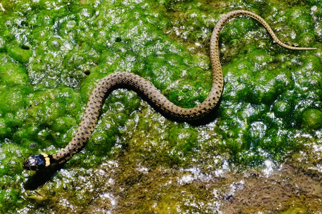 brown snake on green moth