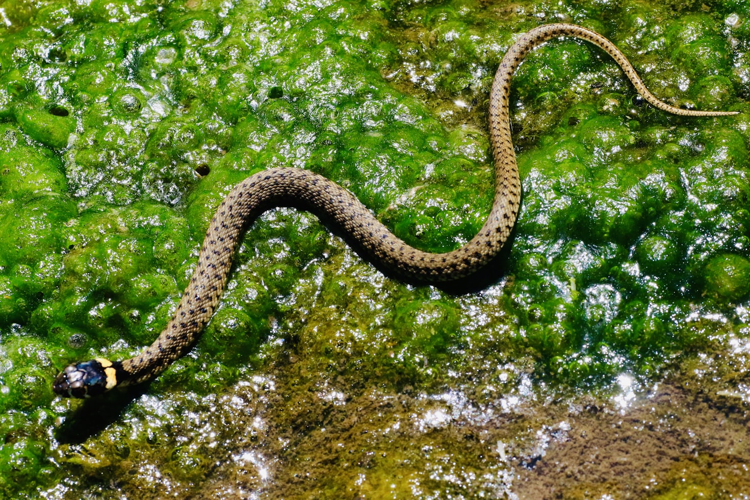 The Importance of Snakes in the Ecosystem