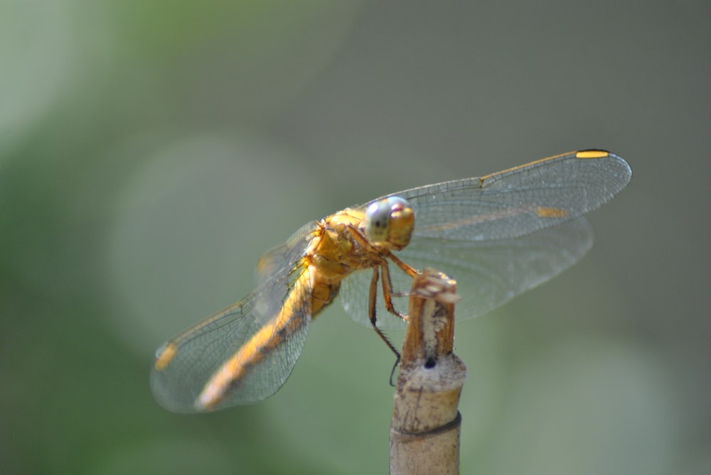 dragonfly perched on stick
