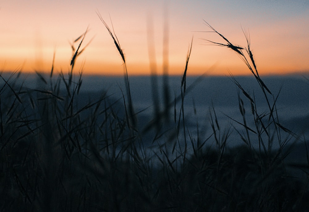 closeup photo of green grass