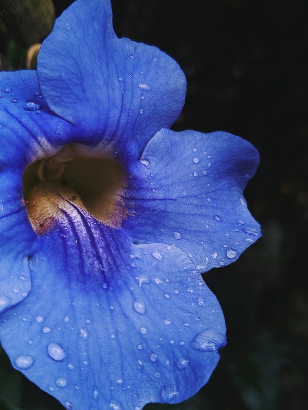 blue-petaled flower with dew