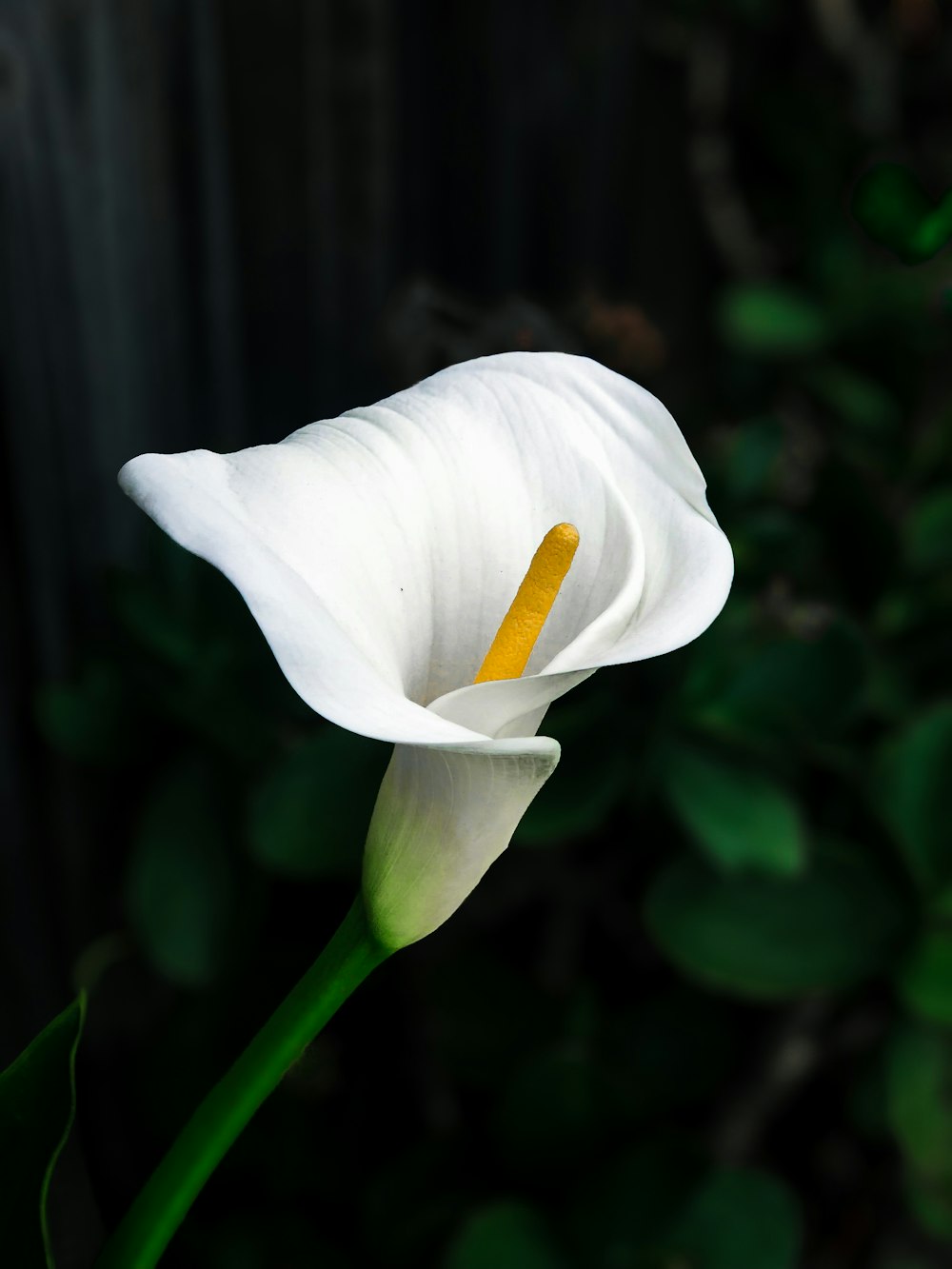 close-up photography of white Peace Lily
