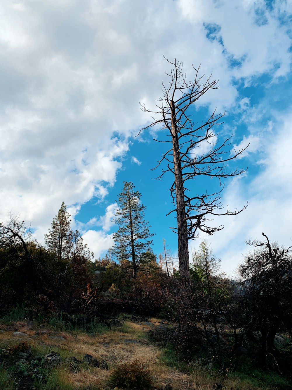 low-angle photography of withered tree