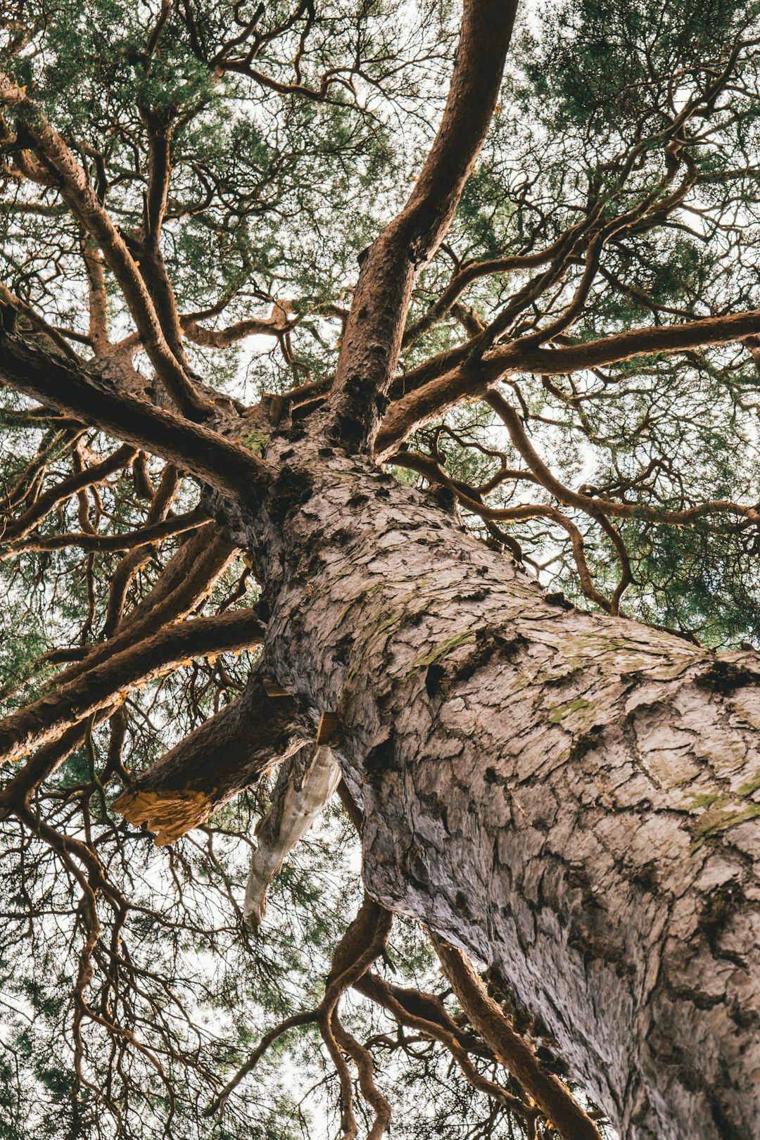 green leaf tree during day